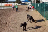 dog park jax